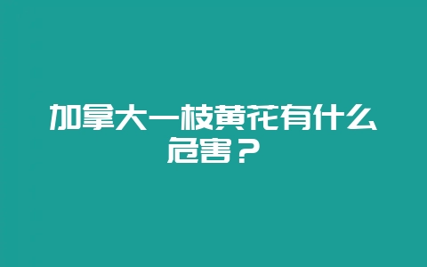 加拿大一枝黄花有什么危害？-会东网