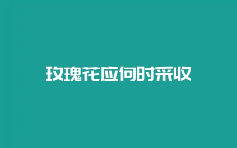 玫瑰花应何时采收-会东网
