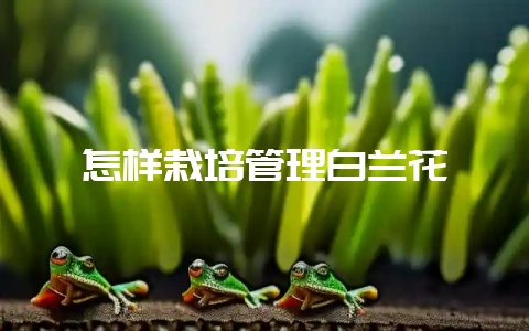 怎样栽培管理白兰花-会东网