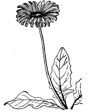 扶郎花的养殖技术与花期控制-会东网