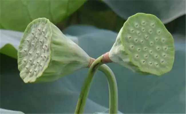 莲蓬是荷花的什么部分,莲蓬什么季节成熟-会东网