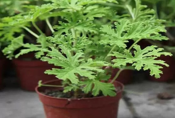 驱蚊草有用吗?-会东网