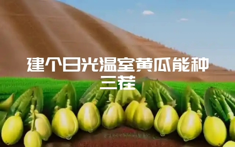 建个日光温室黄瓜能种三茬-会东网