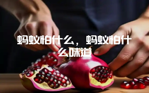 蚂蚁怕什么，蚂蚁怕什么味道-会东网