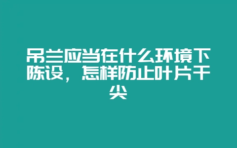 吊兰应当在什么环境下陈设，怎样防止叶片干尖-会东网