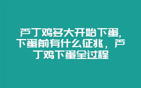 芦丁鸡多大开始下蛋,下蛋前有什么征兆，芦丁鸡下蛋全过程-会东网