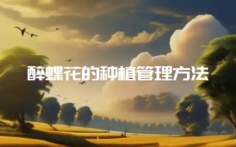 醉蝶花的种植管理方法-会东网