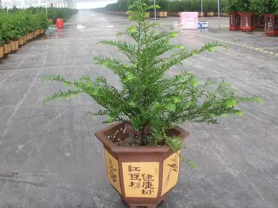 红豆杉的繁殖技术-会东网