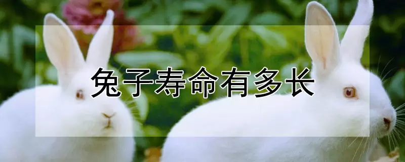 兔子寿命有多长-会东网