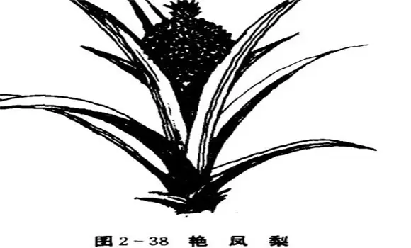 艳凤梨的特性与艳凤梨的养殖技术-会东网