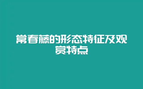 常春藤的形态特征及观赏特点-会东网