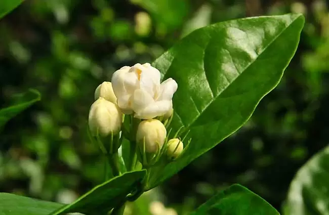 茉莉花图片-会东网