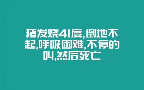 猪发烧41度,倒地不起,呼吸困难,不停的叫,然后死亡-会东网