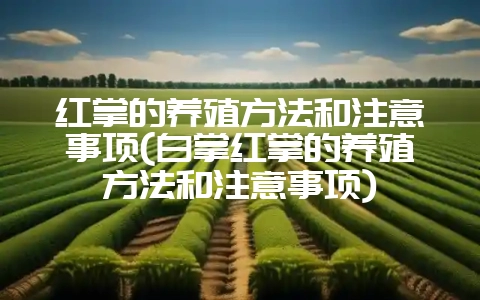 红掌的养殖方法和注意事项(白掌红掌的养殖方法和注意事项)-会东网
