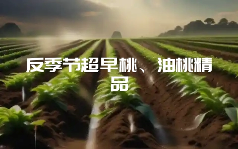 反季节超早桃、油桃精品-会东网