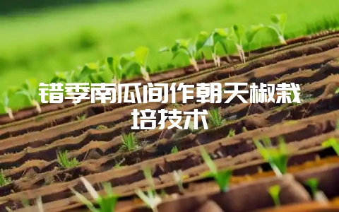 错季南瓜间作朝天椒栽培技术-会东网