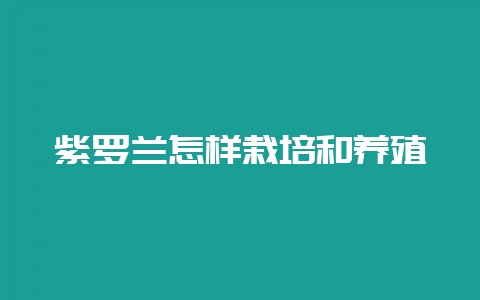 紫罗兰怎样栽培和养殖-会东网