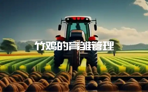 竹鸡的育雏管理-会东网