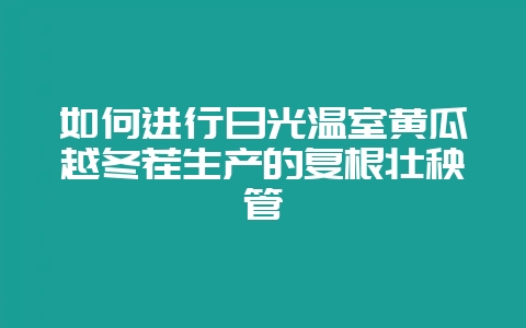 如何进行日光温室黄瓜越冬茬生产的复根壮秧管-会东网