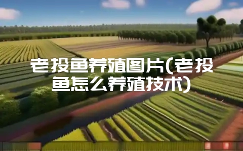 老头鱼养殖图片(老头鱼怎么养殖技术)-会东网