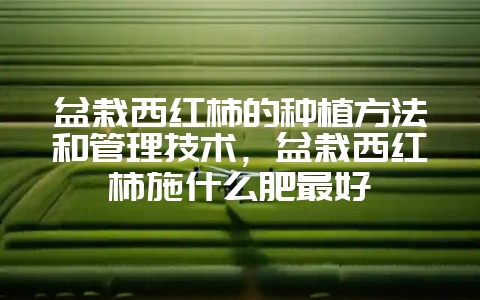 盆栽西红柿的种植方法和管理技术，盆栽西红柿施什么肥最好-会东网