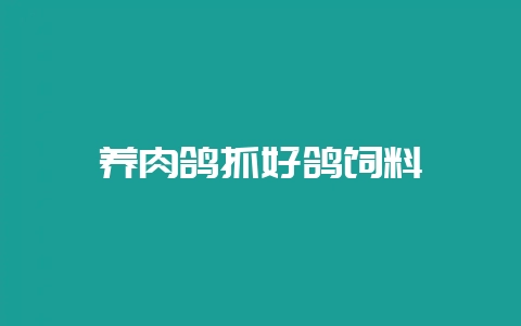 养肉鸽抓好鸽饲料-会东网