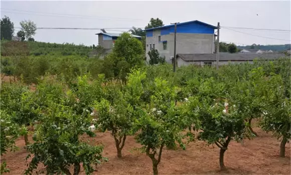 冬枣树种植方法,冬枣种植栽培的技术要点-会东网