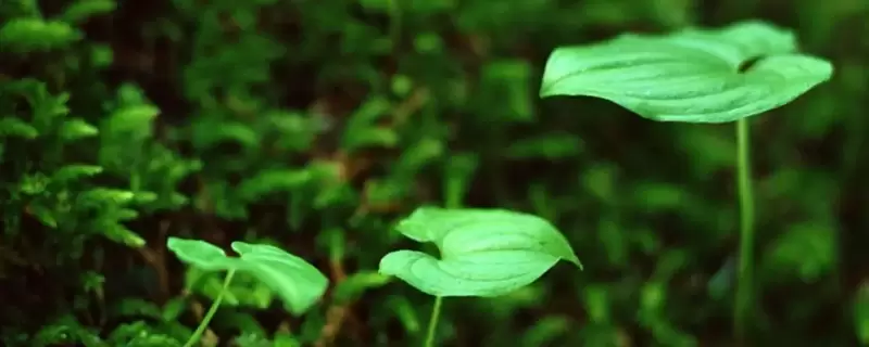 植物的五大生理作用是什么呢-会东网