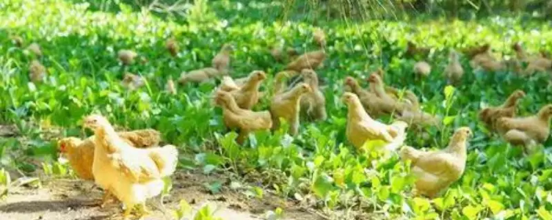 关于养殖类的农村创业计划书,主要有哪些要点-会东网