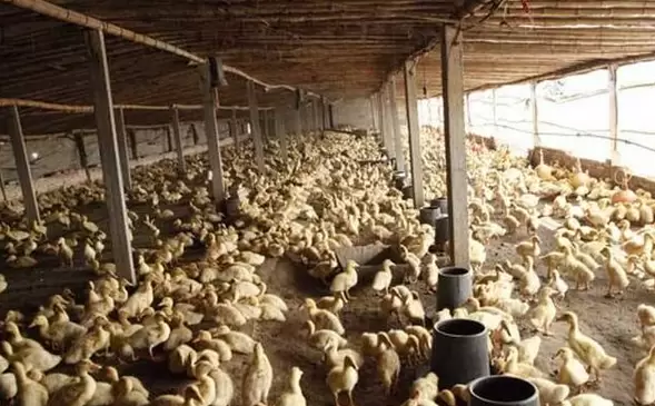 鸭群免疫力低，整齐度不好，毛色不光亮看着里-会东网