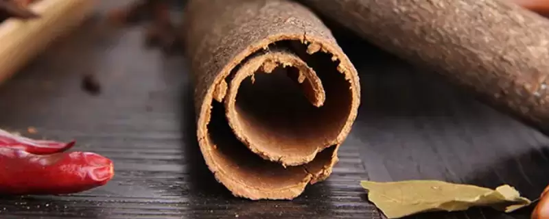 桂皮是什么树的皮,剥皮后树还能活吗?-会东网