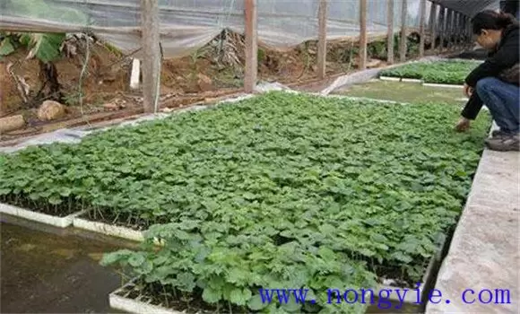 大棚苦瓜栽培技术和日常管理要点-会东网