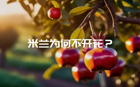 米兰为何不开花？-会东网