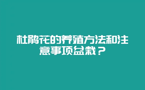 杜鹃花的养殖方法和注意事项盆栽？-会东网