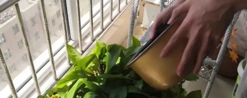 温水浇花会不会死-会东网