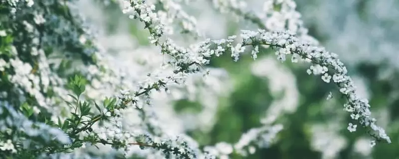 雪柳怕冷吗-会东网