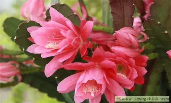 怎样使令箭荷花开花多?-会东网