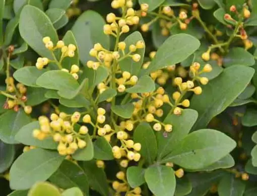 米兰花掉叶子怎么办?-会东网