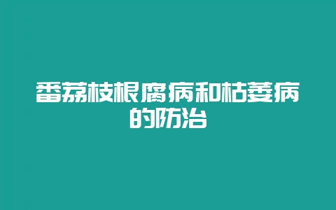 番荔枝根腐病和枯萎病的防治-会东网