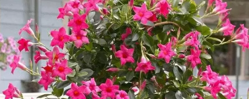 飘香藤花语和寓意-会东网