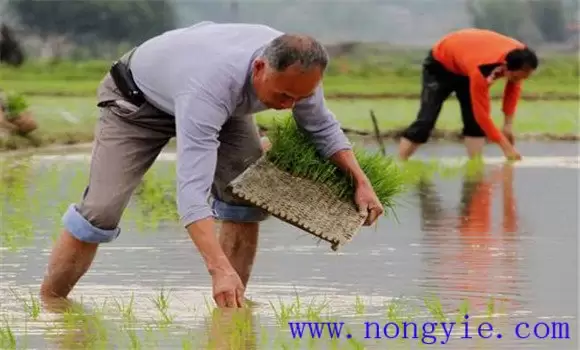 如何提高早稻插秧质量?早稻移栽技术要点-会东网