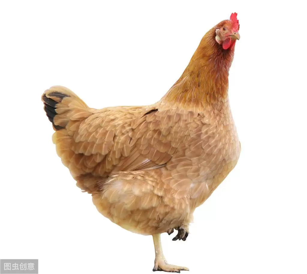 阉鸡前注意的事项，注意防控，预防到位，减少伤亡-会东网