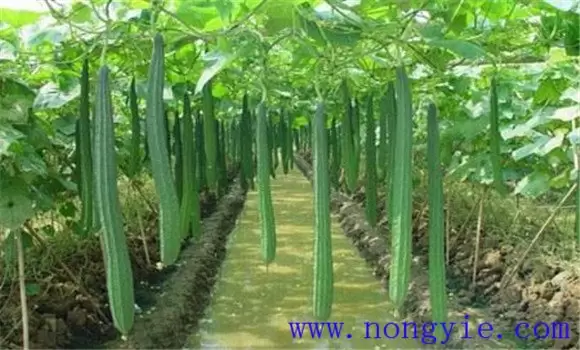 丝瓜种植温度要求 丝瓜种植方法与技术要点-会东网