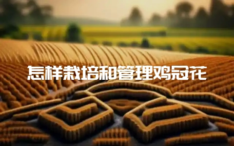 怎样栽培和管理鸡冠花-会东网