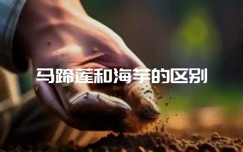 马蹄莲和海芋的区别-会东网