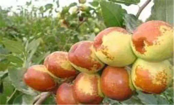 冬枣新品种沾冬2号的种植方法-会东网