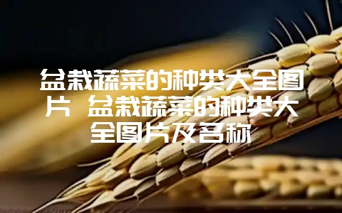盆栽蔬菜的种类大全图片 盆栽蔬菜的种类大全图片及名称-会东网