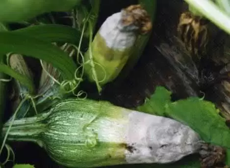 西葫芦灰霉病防治方法知多少-会东网