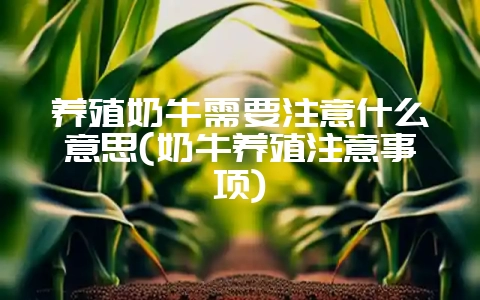养殖奶牛需要注意什么意思(奶牛养殖注意事项)-会东网