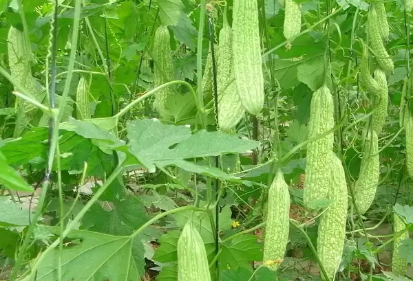 苦瓜的种植技术-会东网